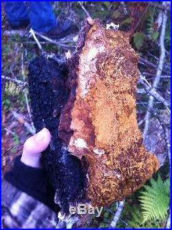 CHAGA 5LB Large Chunks Wild Harvested 80 oz FAST shipping from Maine