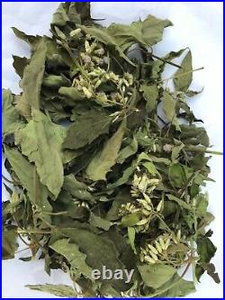 Calea Zacatechichi Mexican Dream Herb Lucid Pure 100% Dried Organic Herbal Tea