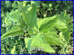 Calea Zacatechichi Mexican Dream Herb Lucid Pure 100% Dried Organic Herbal Tea