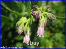 Comfrey 10 Plant /Crown/cuttings Grow your own Most Indispensable Valued Herb