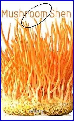 Cordyceps militaris MUSHROOM Extract 101 No Mycelia/Biomass/CS4 15% beta glucan