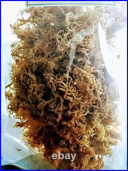 Dr Sebi Grade Sea Moss Ocean Grown Irish Moss Seamoss Wildcrafted Nature Earth
