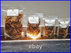 Dr Sebi Grade Sea Moss Seamoss Ocean Grown 50g-20kg Chondrus Crispus Irish Moss