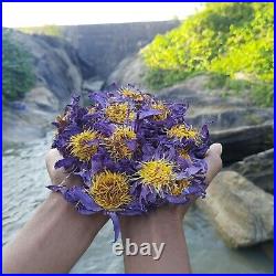 Dried BLUE LOTUS Nymphaea Caerulea 100% Organic Herbal Hand Picked Pure Flowers