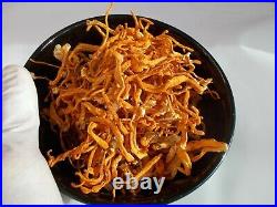 Dried Cordyceps Militaris USA grown with pride in Tennessee from USA strains