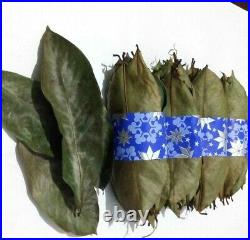 Dried SOURSOP LEAVES 10000+ Hojas De Guanabana Organic Herbal Natural Drink TEA
