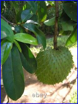 Dried Soursop Leaves 100% Organic Soursop/Guanabana/Graviola free/Sri Lankan