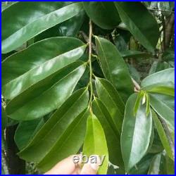 Dried Soursop Leaves 100% Organic Soursop/Guanabana/Graviola free/Sri Lankan