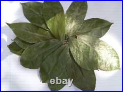 Dried Soursop Leaves Healthy leaf Organic Pure Grade A Quality Leaves