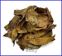 Dried Soursop Leaves Natural Graviola Soursop Tea Leaves, Hojas de Guanabana