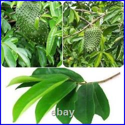 Dried Soursop Organic Natural Tea Leaves Graviola Hojas Guanabana Herbal Drink