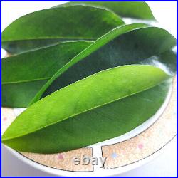 Dried Soursop Organic Natural Tea Leaves Graviola Hojas Guanabana Herbal Drink