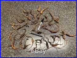 Extremely Old & Rare Fresh Certified Wild American Ginseng (2 oz)