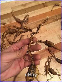 Extremely Old & Rare Fresh Certified Wild American Ginseng (2 oz)