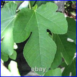 FIG Leaf Dried ORGANIC Bulk Herb, Ficus carica Folia