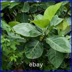 FIG Leaf Dried ORGANIC Bulk Herb, Ficus carica Folia