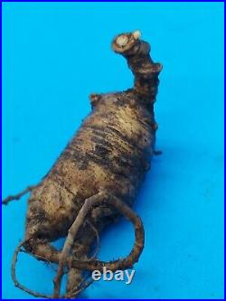 Fresh Green Wild American Ginseng 3 Root 1520 Year Old 1.6oz Ship in Moss CB14