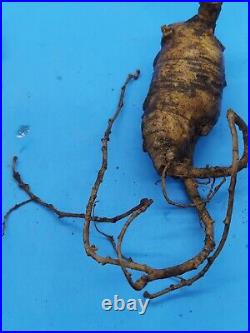Fresh Green Wild American Ginseng 3 Root 1520 Year Old 1.6oz Ship in Moss CB14