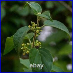 GYMNEMA Leaf Dried ORGANIC Bulk Herb, Gymnema sylvestre Folia