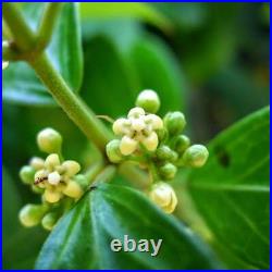 GYMNEMA Leaf Dried ORGANIC Bulk Herb, Gymnema sylvestre Folia