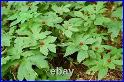 Goldenseal Root 51 Extract Powder 4oz to 10lb Pure Natural Chemical Free