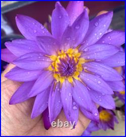Hand Picked Dried Blue Water Lily Flower 100%Natural BLUE LOTUS NymphaeaCaerulea