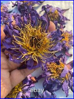 Hand Picked Dried Blue Water Lily Flower 100%Natural BLUE LOTUS NymphaeaCaerulea