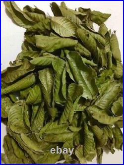 Hojas de Guayaba, Mexican Guava Leaves, Organic dried leaves 100% Natural Detox