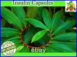Insulin Plant Leaves Capsules (600mg)Costus Igneus Diabetic Natural Organic Pure