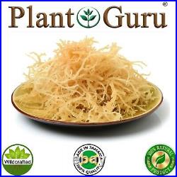 Irish Sea Moss 1lb Whole Leaf 100% Pure Raw WildCrafted Chondrus Crispus Bulk