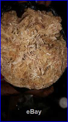 Irish moss 100% sea moss raw wild crafted natural authentic jamaican