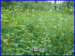 Jewelweed Herbal Oil Concentrated 1-Gallon Poison Ivy Oak Sumac Soap Ingredient