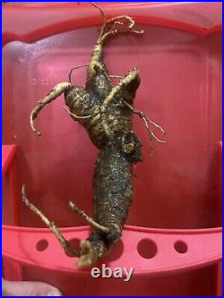 KY Appalachian Wild Ginseng Root RARE MONSTER MAN ROOT! XL 2.75 OZ
