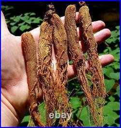 Korean Red Ginseng Root 6 year Whole roots Ships from USA Premium Grade