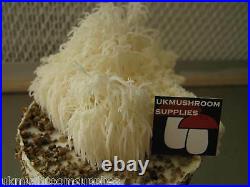 Lions mane (Hericium erinaceus) mushroom extract powder (301) 50g 1kg