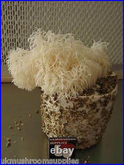 Lions mane (Hericium erinaceus) mushroom extract powder (301) 50g 1kg