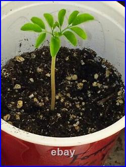 MOGO 60 Organic Moringa Seeds. Eatable and Plantation. USA Seller