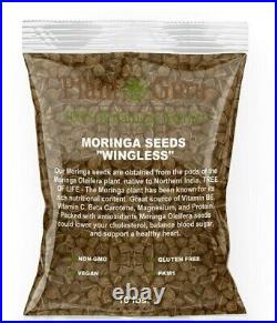 Moringa Oleifera Seeds WINGLESS Fresh Organic Semillas de Moringa Bulk Wholesale