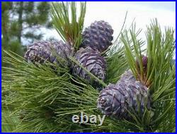 Natural Siberian Pine Nut Oil 33.81 Fl. Oz (1 Liter). Cold Pressed 2021 Harvest