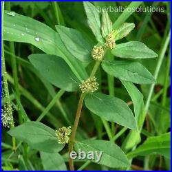 Organic Euphorbia hirta Euphorbia pilulifera Hairy Spurge, Ara Tanah Dried Plant