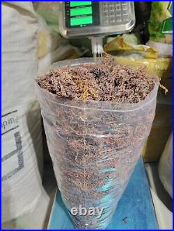 Organic Purple Irish Sea Moss I Wild Crafted Superfood I Raw Sun dried Seamoss