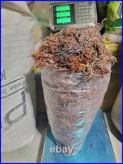 Organic Purple Irish Sea Moss I Wild Crafted Superfood I Raw Sun dried Seamoss