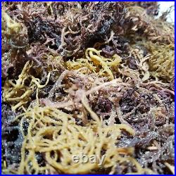 Organic Purple Irish Sea Moss I Wild Crafted Superfood I Raw Sun dried Seamoss