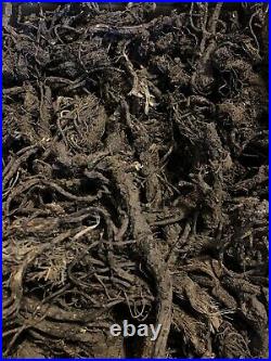 Osha Root Bear Root Ligusticum Porteri Wildcrafted 1 LBS