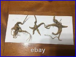 PRICE DROP! Rare Wild Ginseng Roots! Dug In WNC