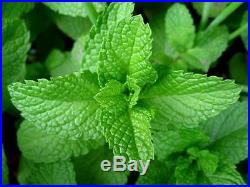 Peppermint Essential Oil 100% Pure and Free Shipping Ships Today