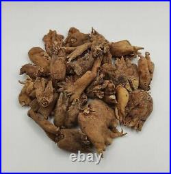 Pure Wild Salep Whole Root Sahlep Orchis Mascula 25g 950g Excellent Quality