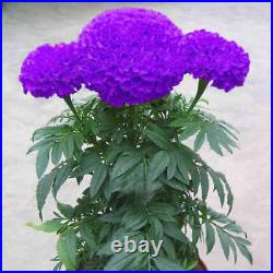 Purple Blue Marigold 100Seeds Home Garden Flowers Pot Plantis BALCONY Perennial