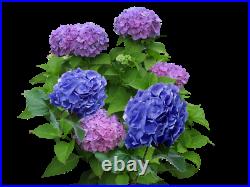 Purple Blue Marigold 100Seeds Home Garden Flowers Pot Plantis BALCONY Perennial