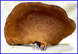 Rare Extra Large Red Lingzhi Mushroom (Reishi) Ornamental -Medicinal- Whole
